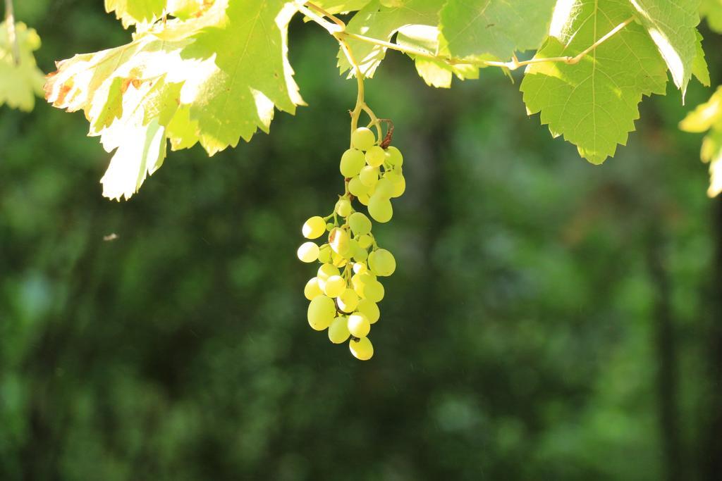 Domaine Du Moulin Hotell Saint-Laurent-des-Arbres Exteriör bild